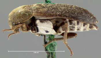 Media type: image;   Entomology 6862 Aspect: habitus lateral view